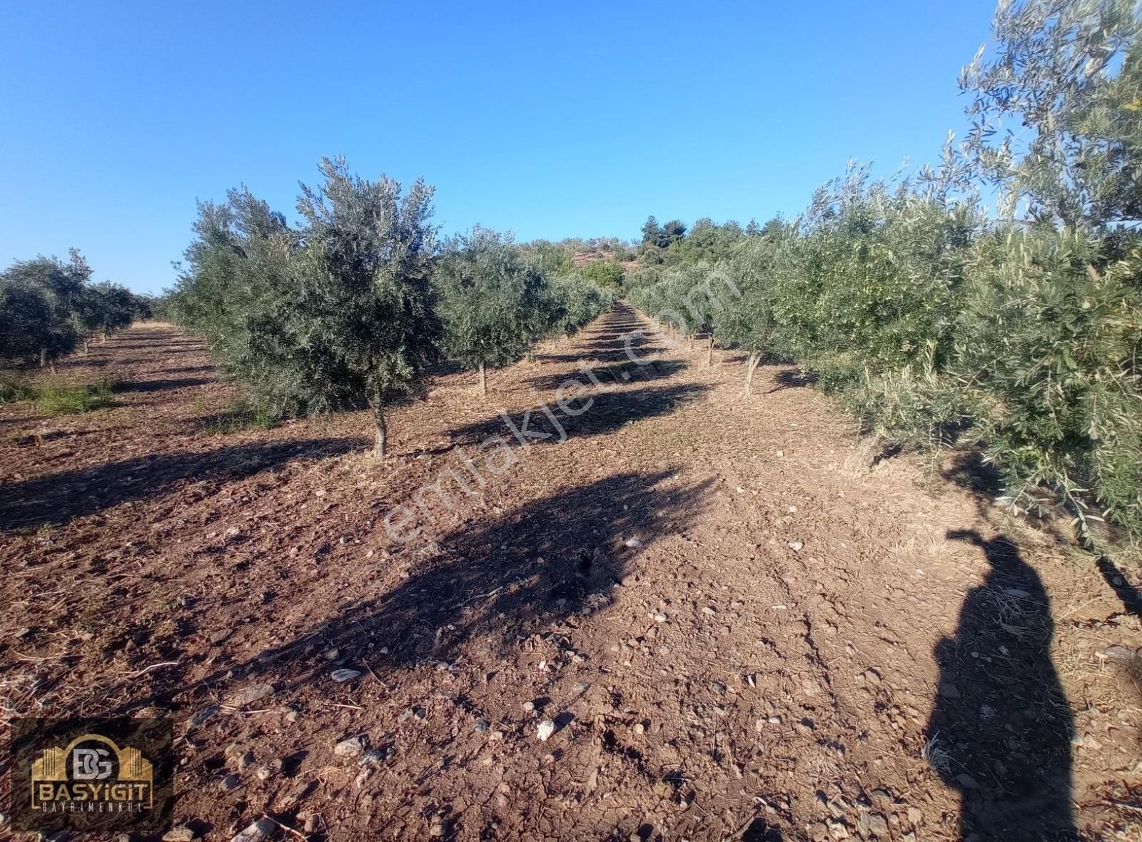 Dingiller Mh. 4 Dönüm Satılık Trilya Zeytin Tarlası - Görsel 2