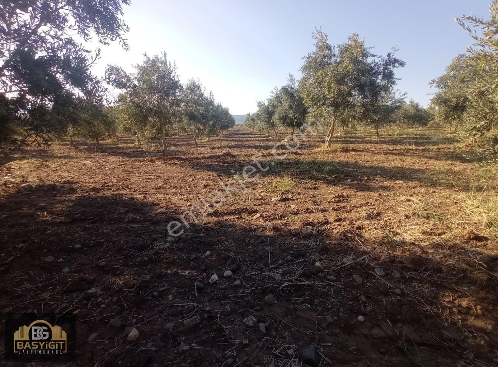 Dingiller Mh. 4 Dönüm Satılık Trilya Zeytin Tarlası - Görsel 31