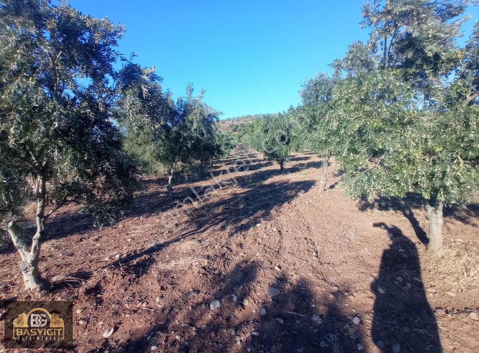 Dingiller Mh. 4 Dönüm Satılık Trilya Zeytin Tarlası - Görsel 16