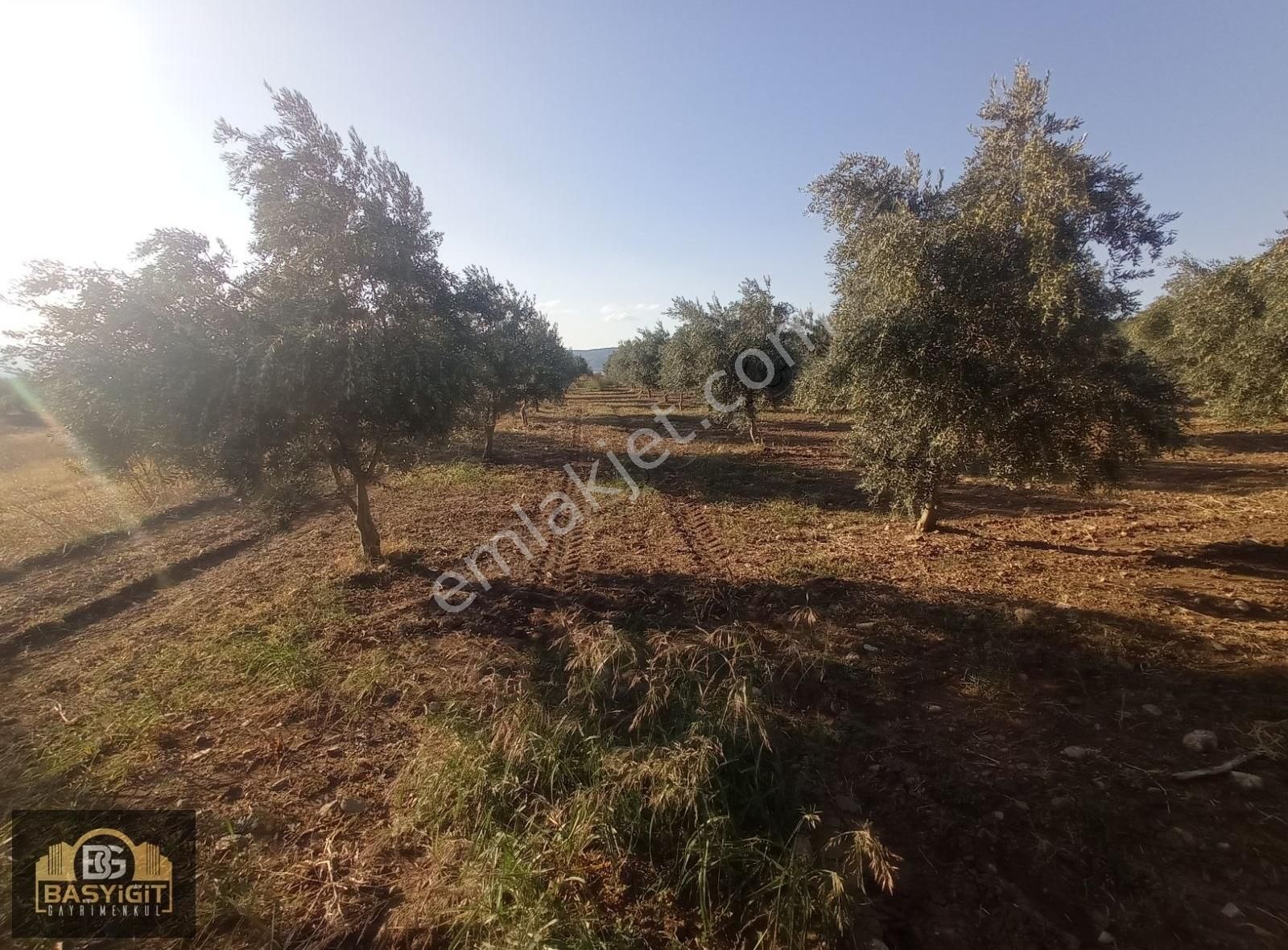 Dingiller Mh. 4 Dönüm Satılık Trilya Zeytin Tarlası - Görsel 10