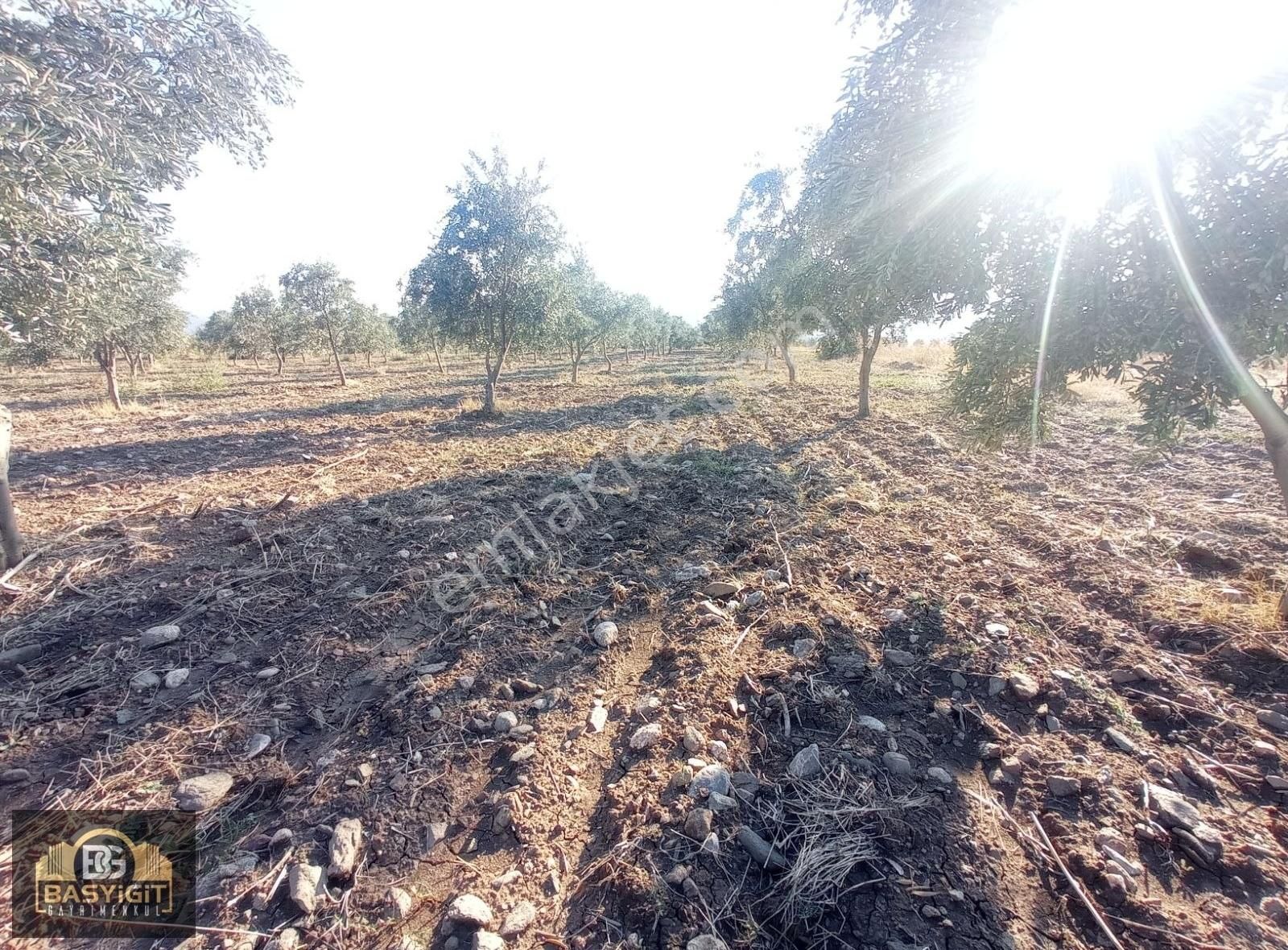 Dingiller Mh. 4 Dönüm Satılık Trilya Zeytin Tarlası - Görsel 12