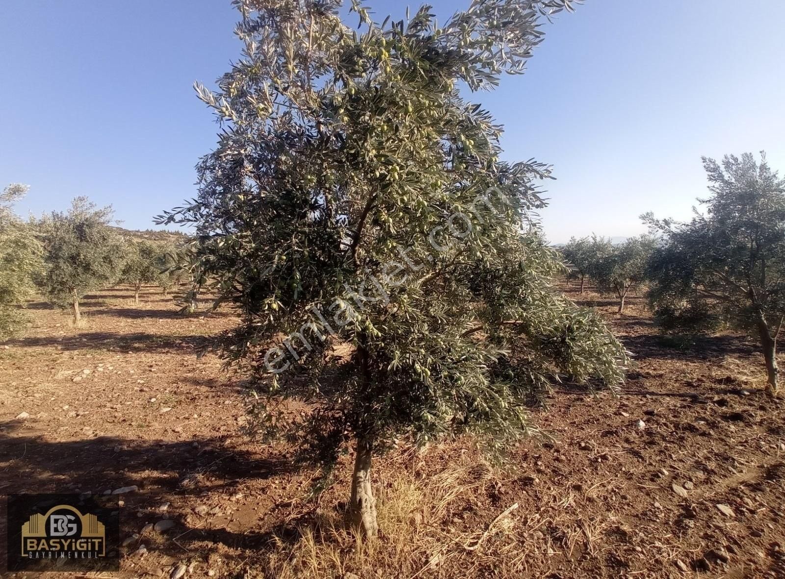 Dingiller Mh. 4 Dönüm Satılık Trilya Zeytin Tarlası - Görsel 14