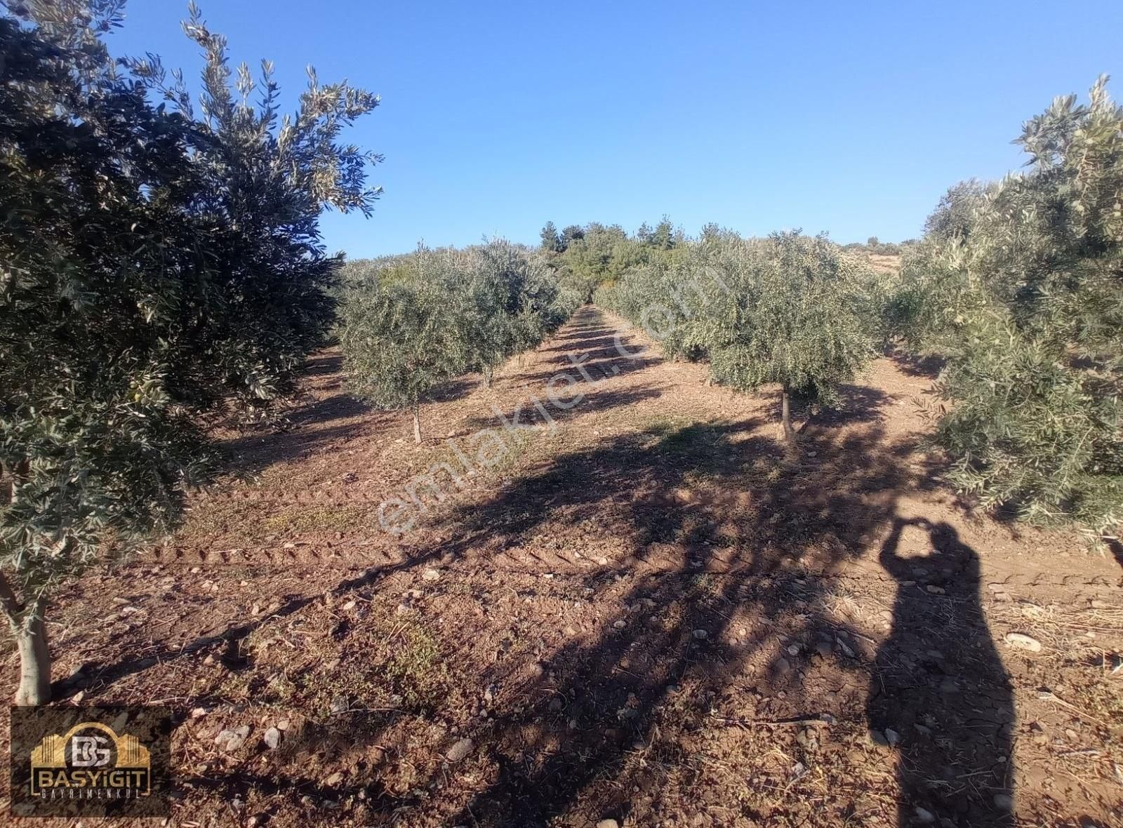 Dingiller Mh. 4 Dönüm Satılık Trilya Zeytin Tarlası - Görsel 9