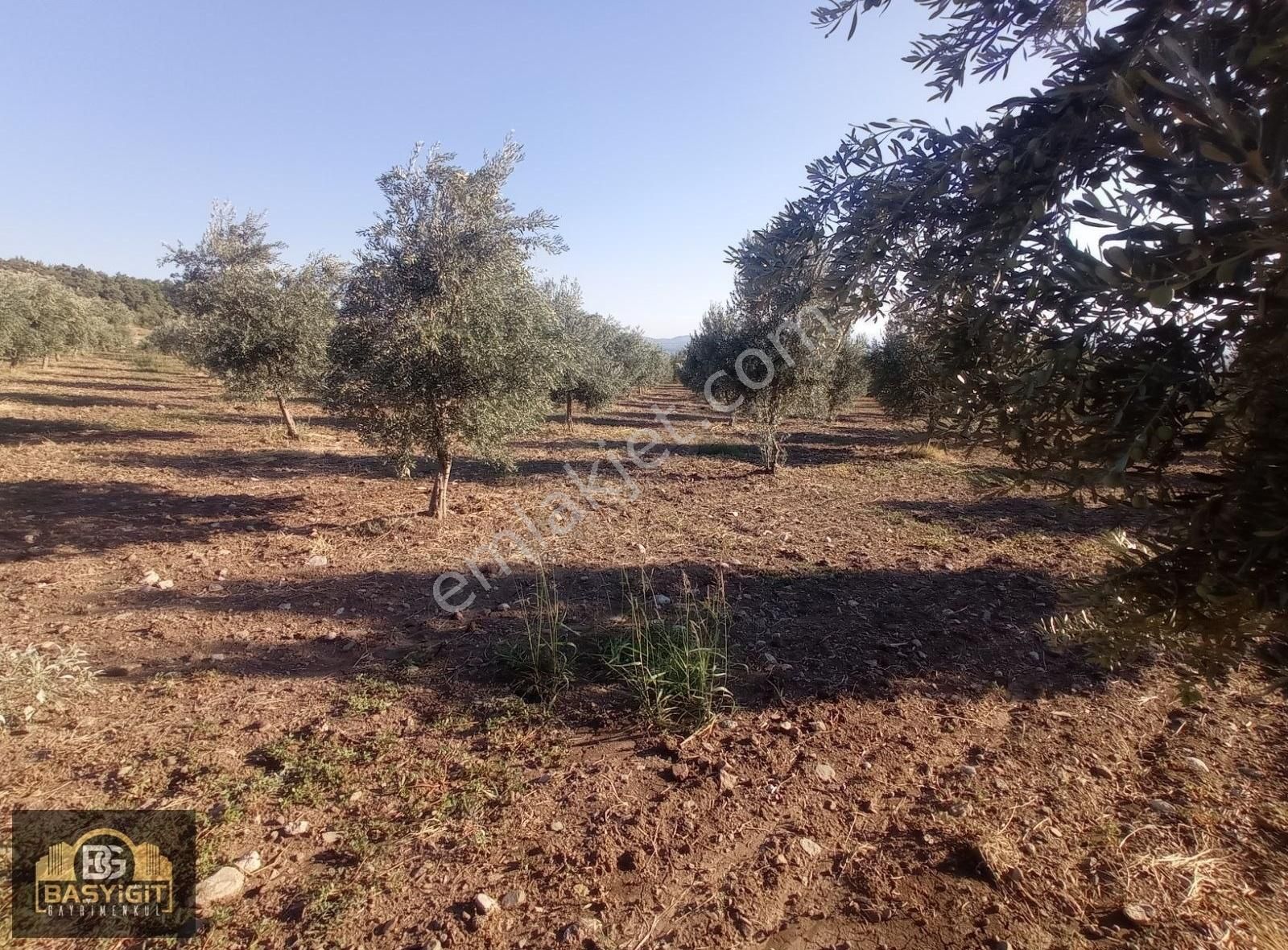 Dingiller Mh. 4 Dönüm Satılık Trilya Zeytin Tarlası - Görsel 19