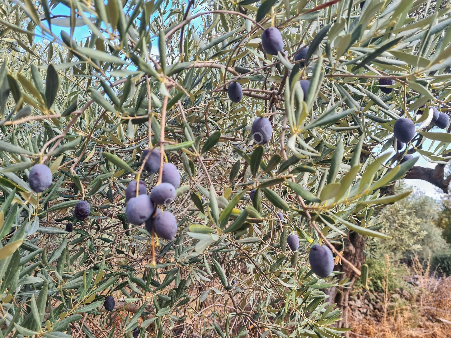 Bodrum Torba Satılık Zeytinlik  Sempati Gayrimenkul/ Bodrum Torba'da 25 Dönüm Satılık Zeytinlik