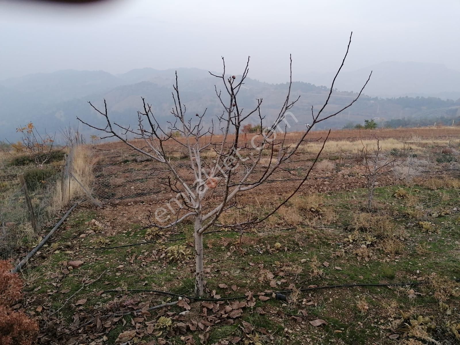 Salihli Bahçecik Satılık Zeytinlik Yaşar Emlaktan Satılık Tarla