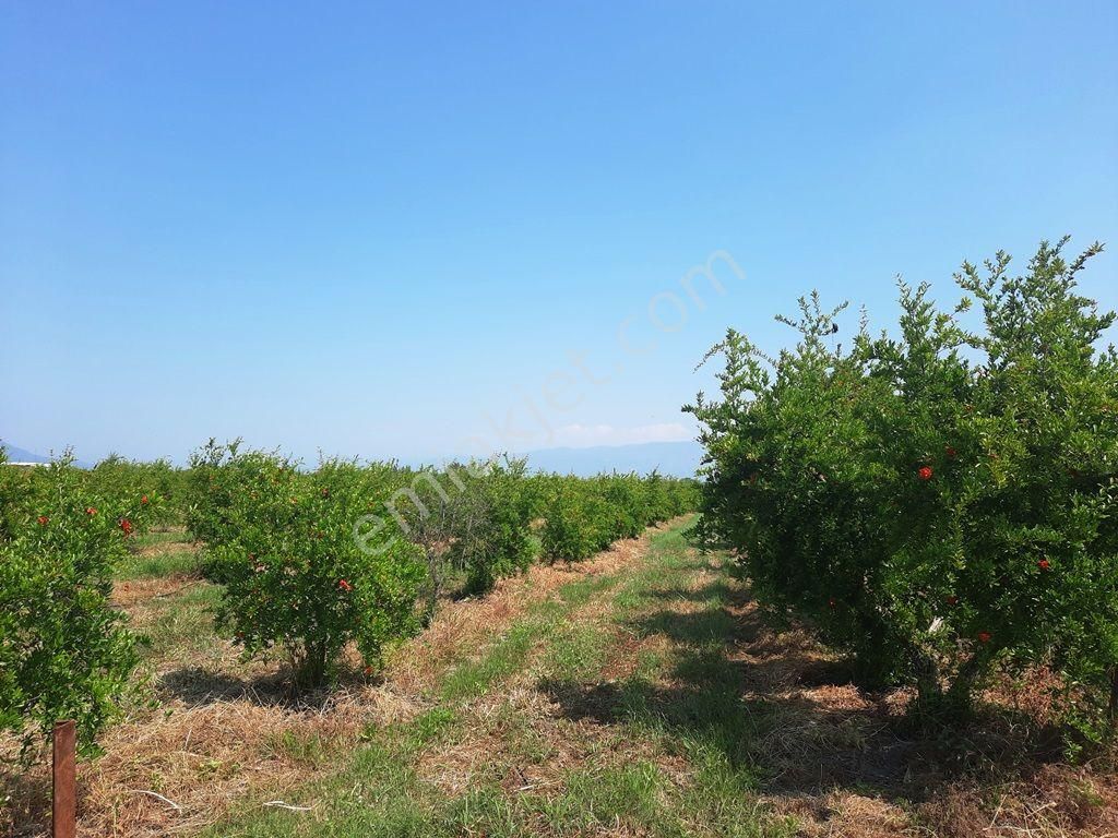 Ortaca Tepearası Satılık Arazi Muğla Ortaca Tepearasında Satılık Kelepir Müstakil 22 250 Arazi