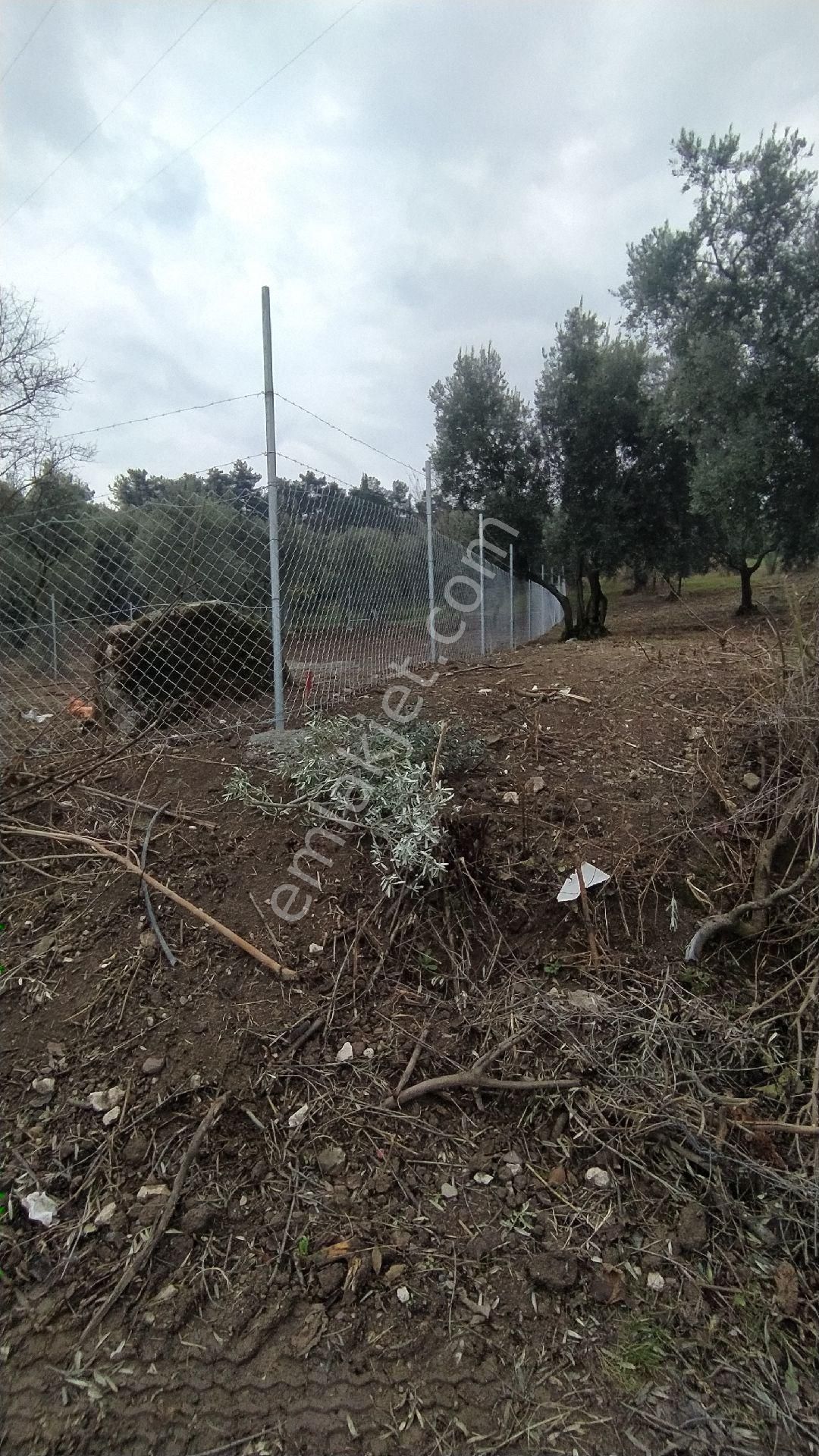 İznik Göllüce Mah Satılık Zeytinlik - Görsel 8