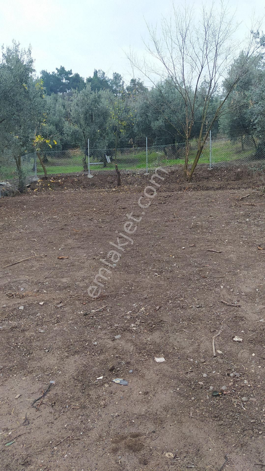 İznik Göllüce Mah Satılık Zeytinlik - Görsel 12