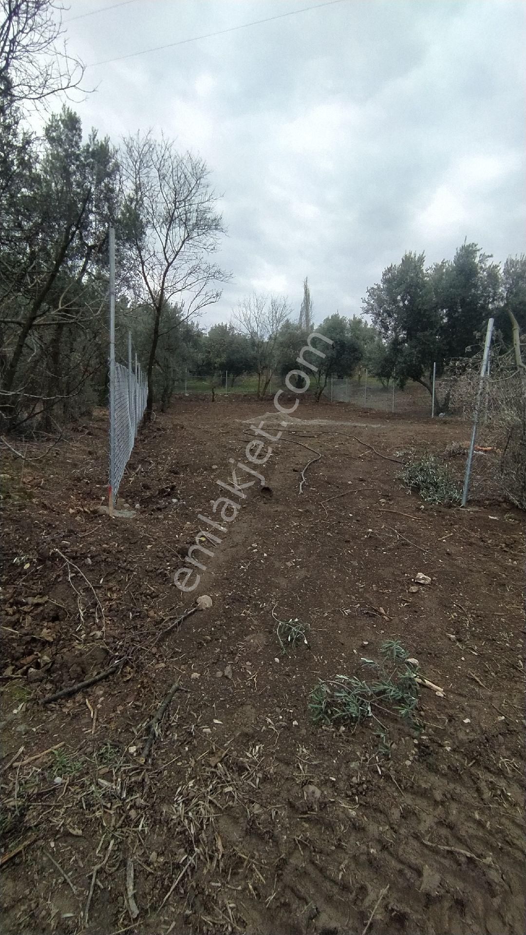 İznik Göllüce Mah Satılık Zeytinlik - Görsel 11