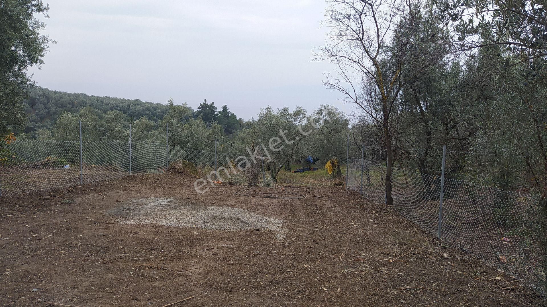 İznik Göllüce Mah Satılık Zeytinlik - Görsel 14