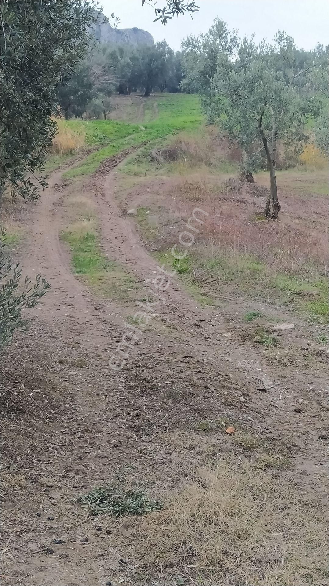 İznik Göllüce Mah Satılık Zeytinlik - Görsel 4