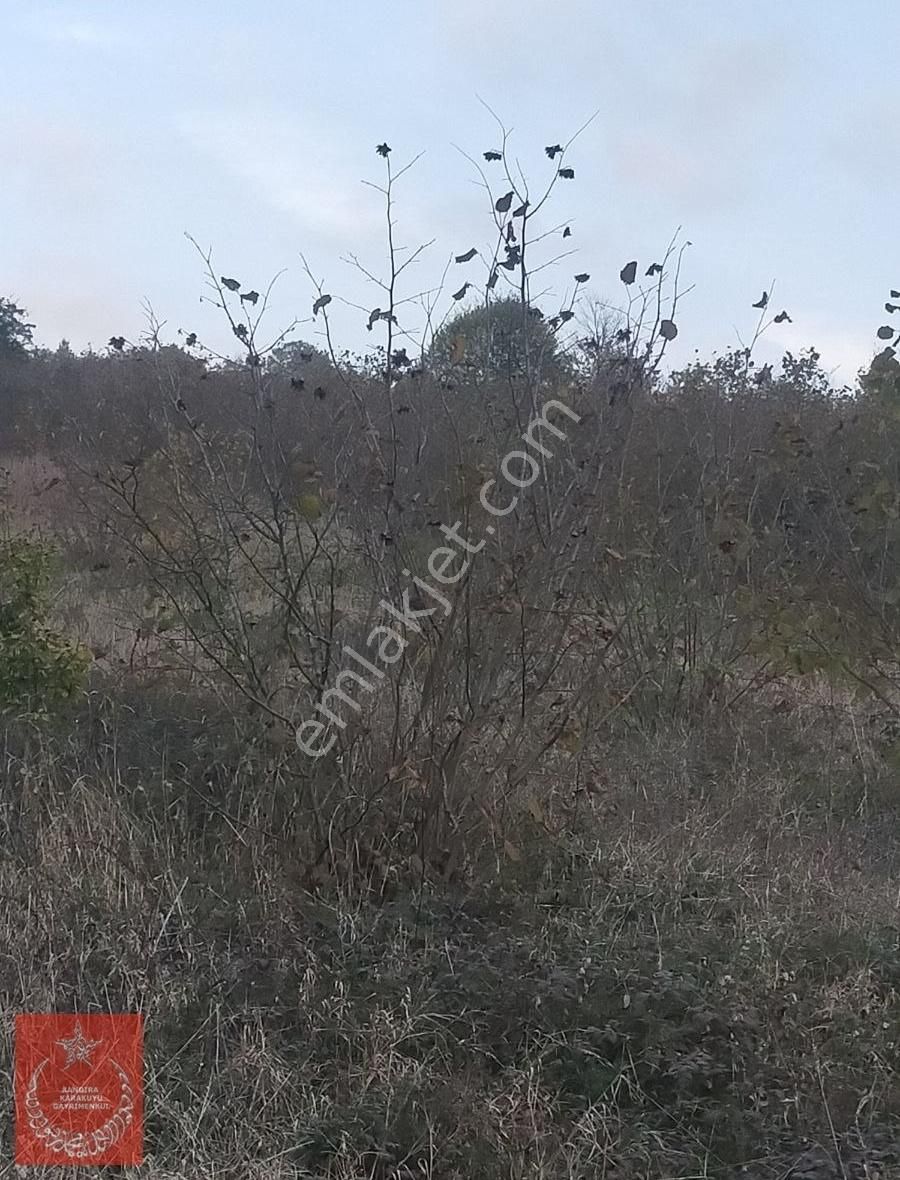Kandıra Dalca Koyunde Satılık Fındık Bahçesi - Görsel 6