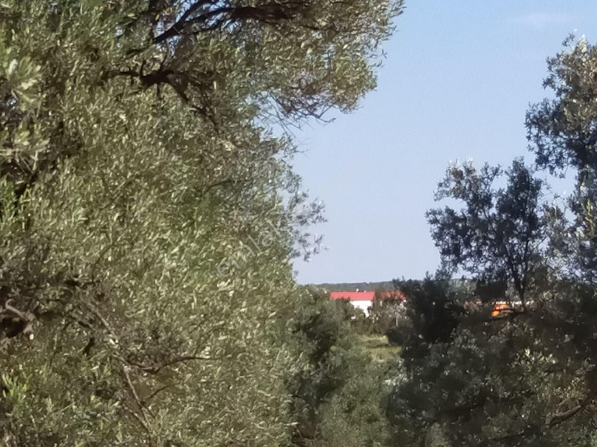 Ayvalık Küçükköy Eşsiz Konum - Görsel 7