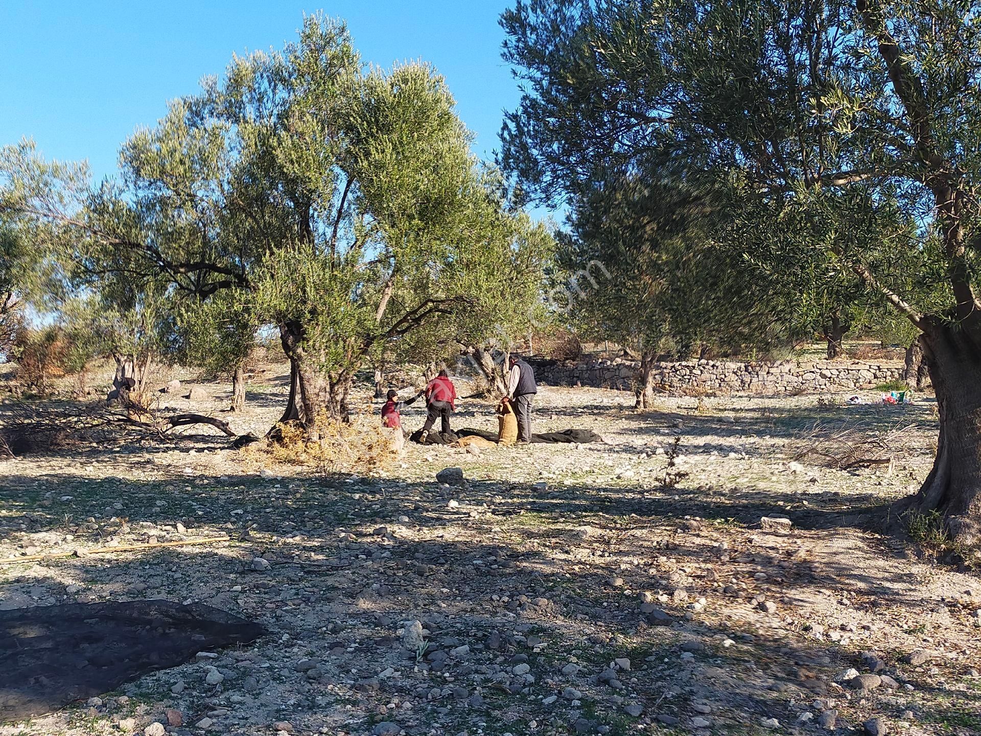 Ayvalık Küçükköy Eşsiz Konum - Görsel 6
