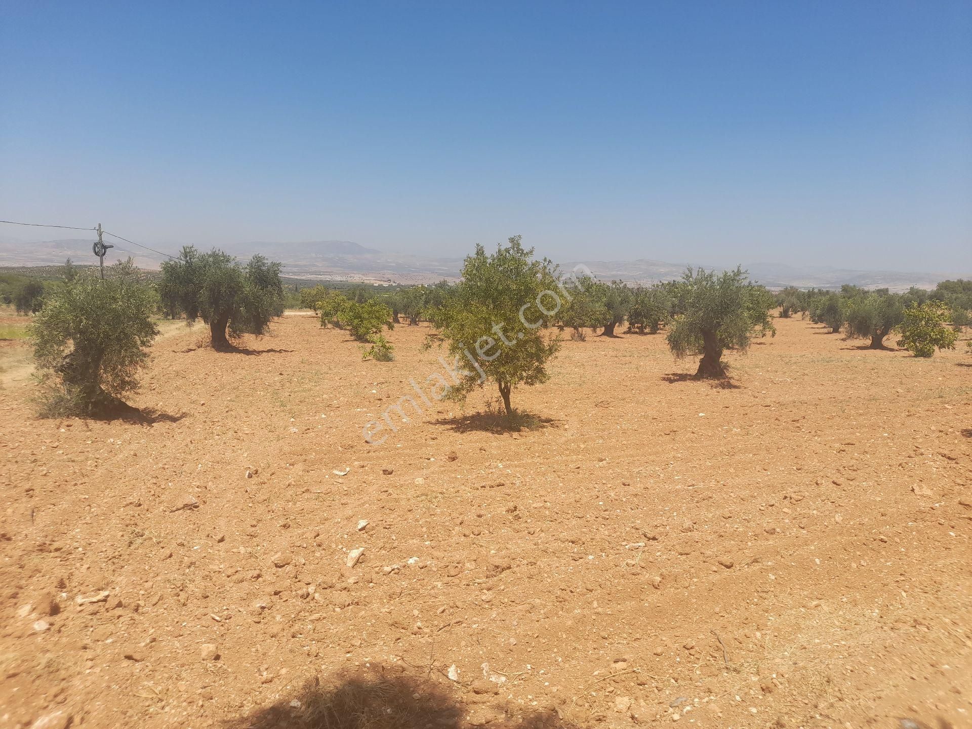 Kilis Merkez Ekrem Çetin Satılık Zeytinlik Sahibinden Satlık Zeytinlik