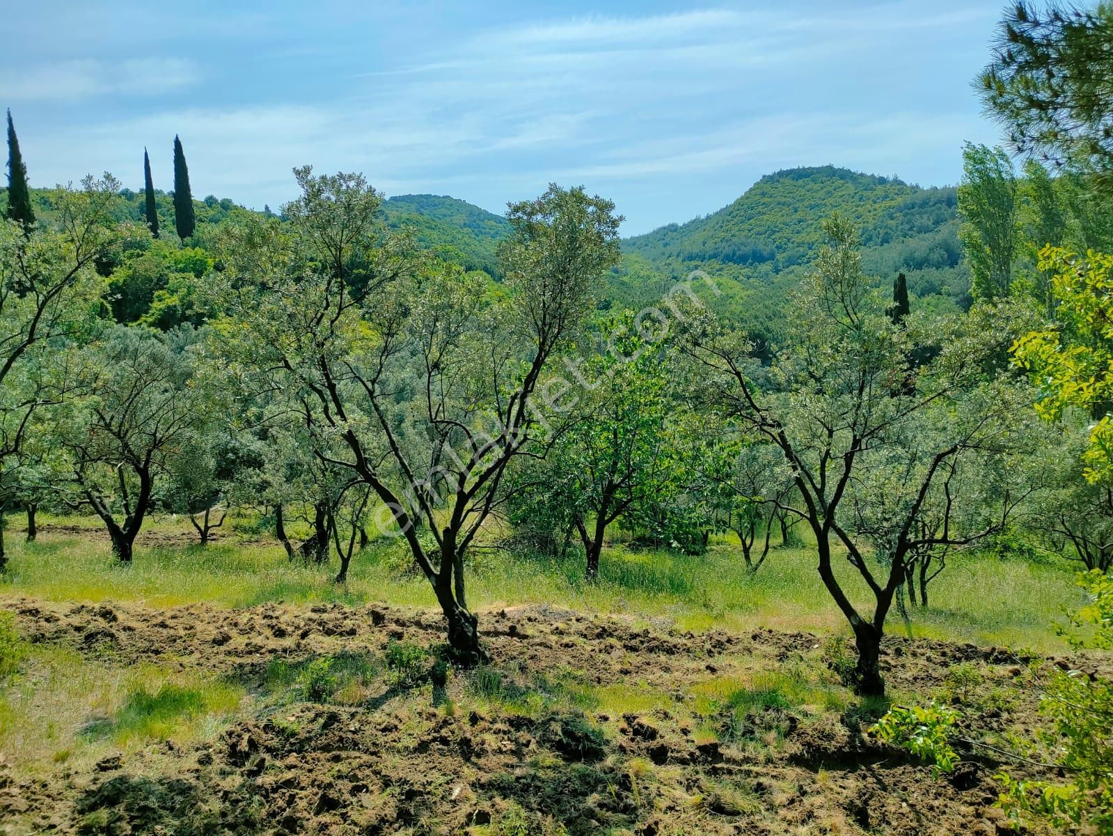 Gemlik Umurbey'de Satılık Zeytinlik 3920m2.asfalt Kenarı Elk.su Var - Görsel 5