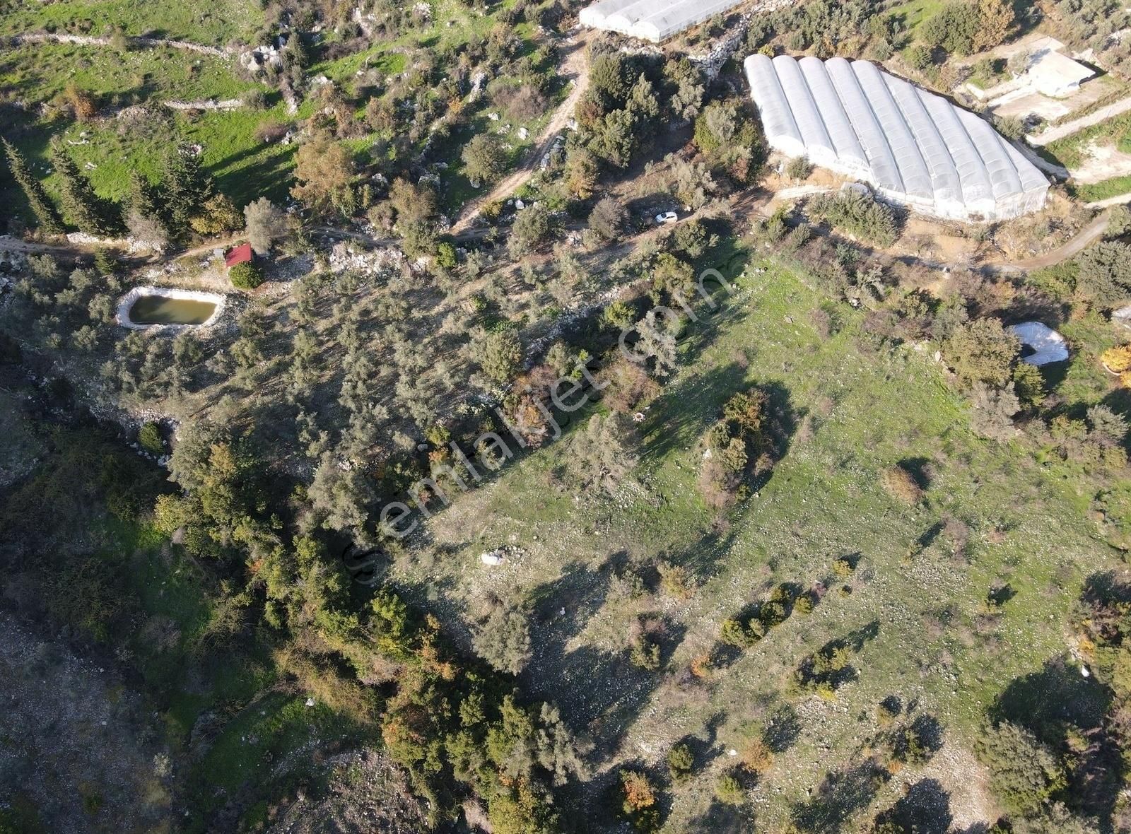 Bmk Emlaktan Antalya Kumluca Yeşilköyde Satılık Zeytin Bahçesi - Görsel 2