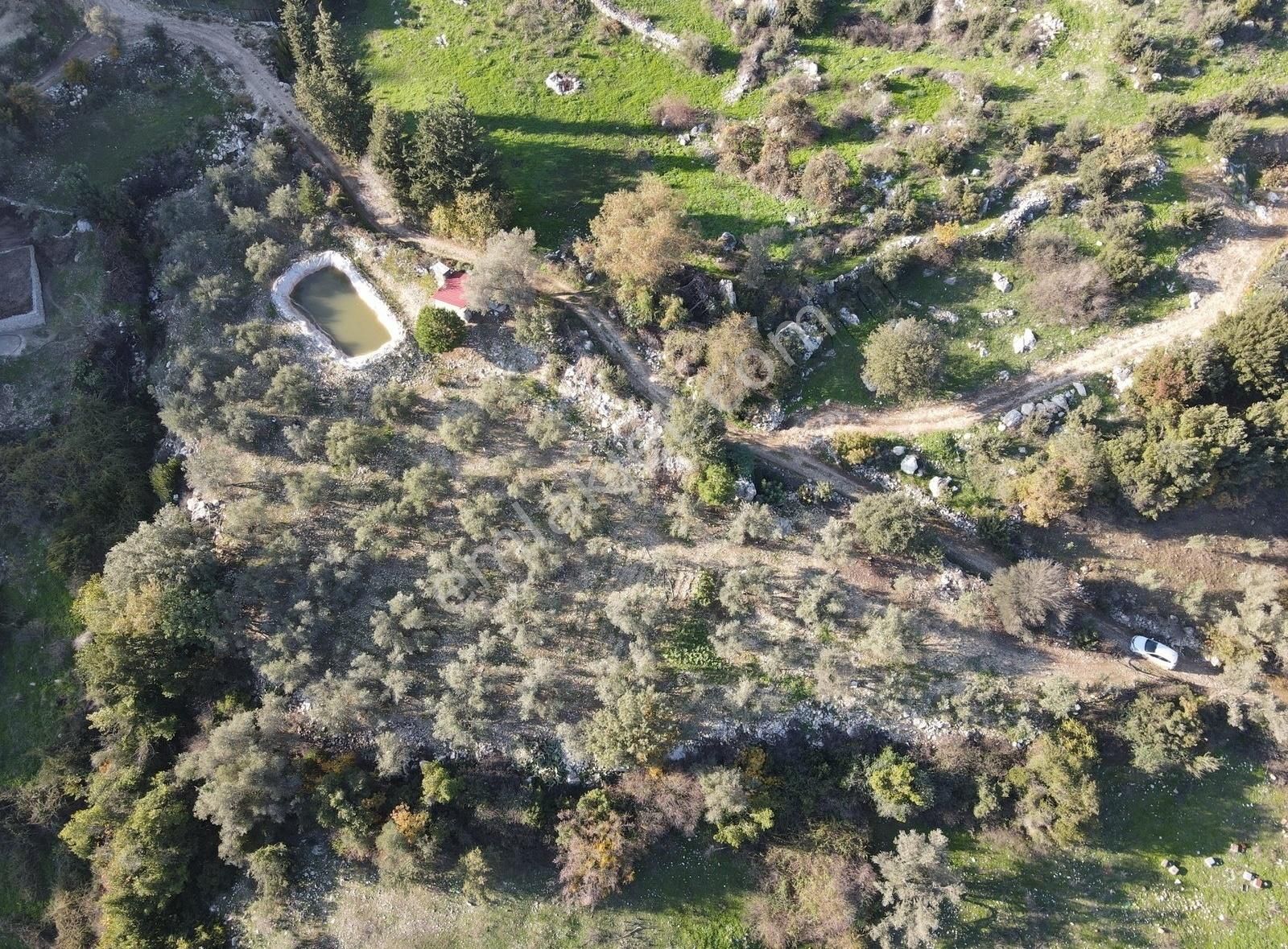 Bmk Emlaktan Antalya Kumluca Yeşilköyde Satılık Zeytin Bahçesi - Görsel 4