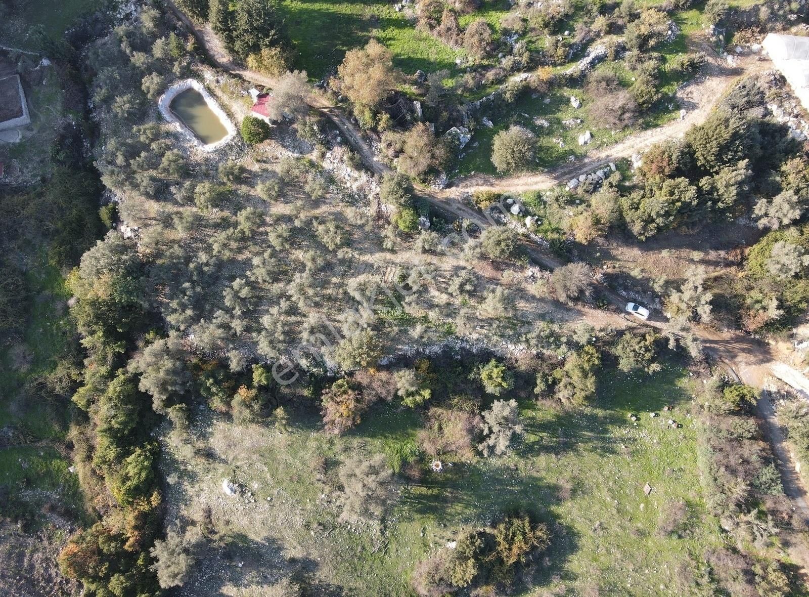 Bmk Emlaktan Antalya Kumluca Yeşilköyde Satılık Zeytin Bahçesi - Görsel 6