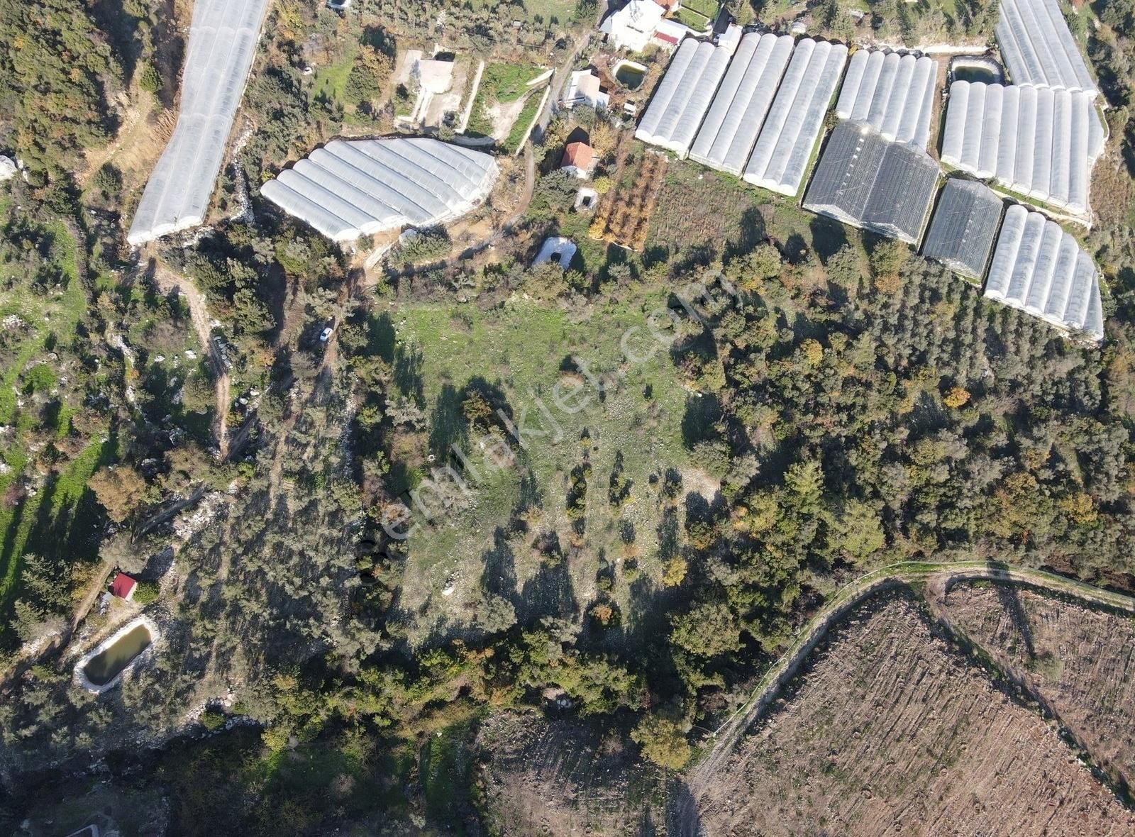 Bmk Emlaktan Antalya Kumluca Yeşilköyde Satılık Zeytin Bahçesi - Görsel 3