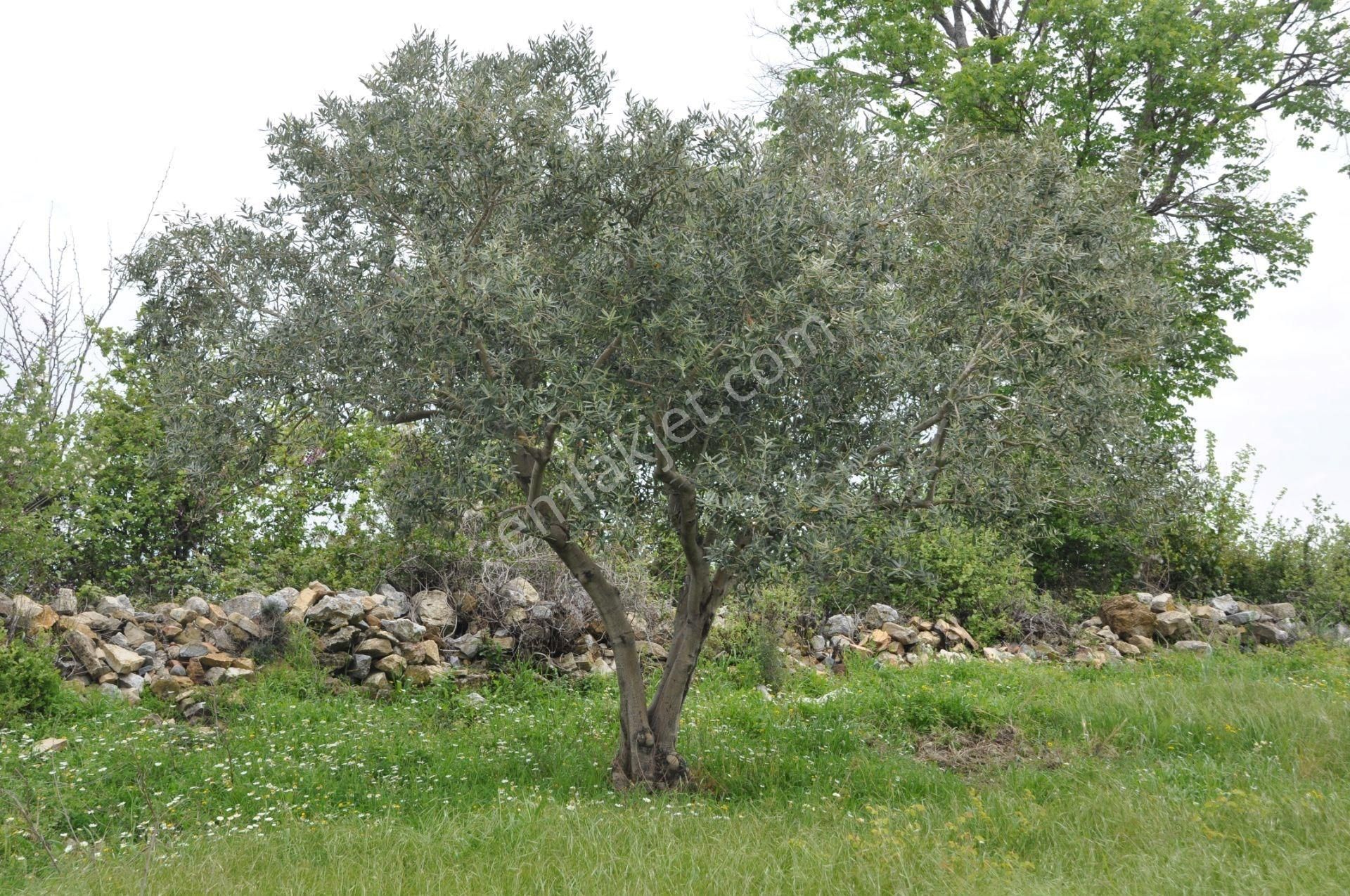 Zeytin Bahçesi Deniz Gören Orman Ve Deniz Manzaralı