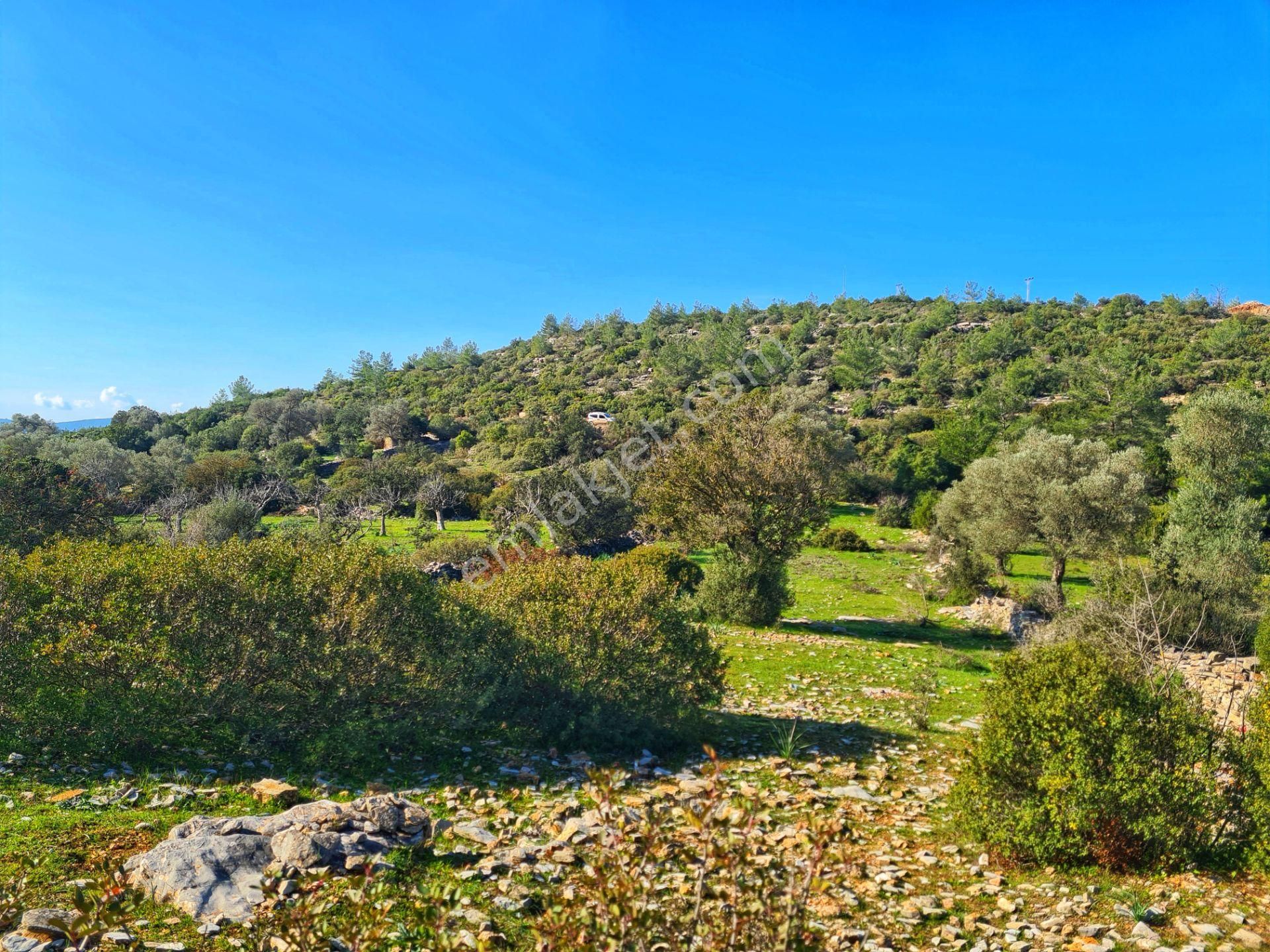 Bodrum'da Fırsat Müstakil Tarla! 2.210 M2 Tiny House Arazisi - Görsel 13
