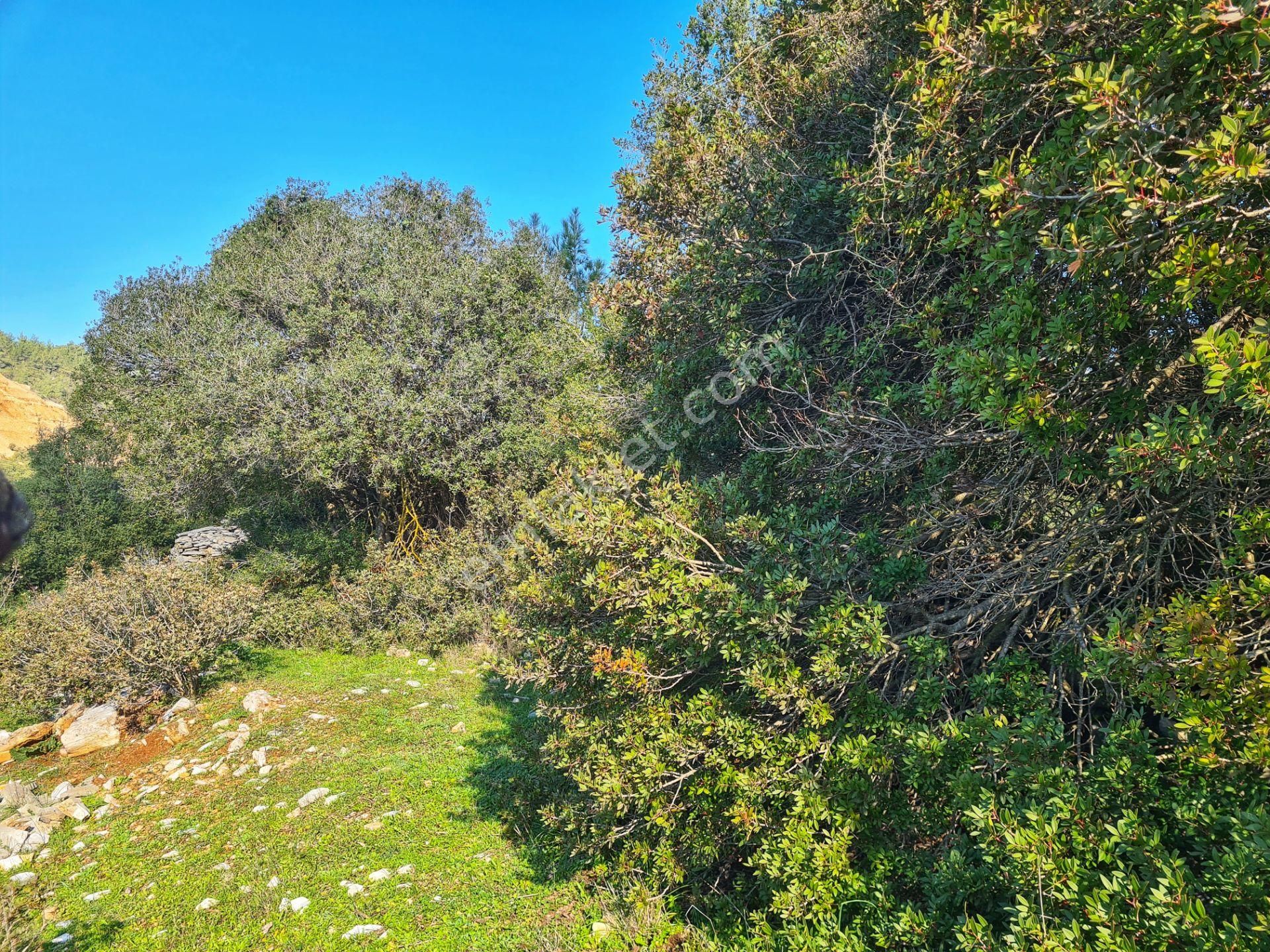 Bodrum'da Fırsat Müstakil Tarla! 2.210 M2 Tiny House Arazisi - Görsel 9