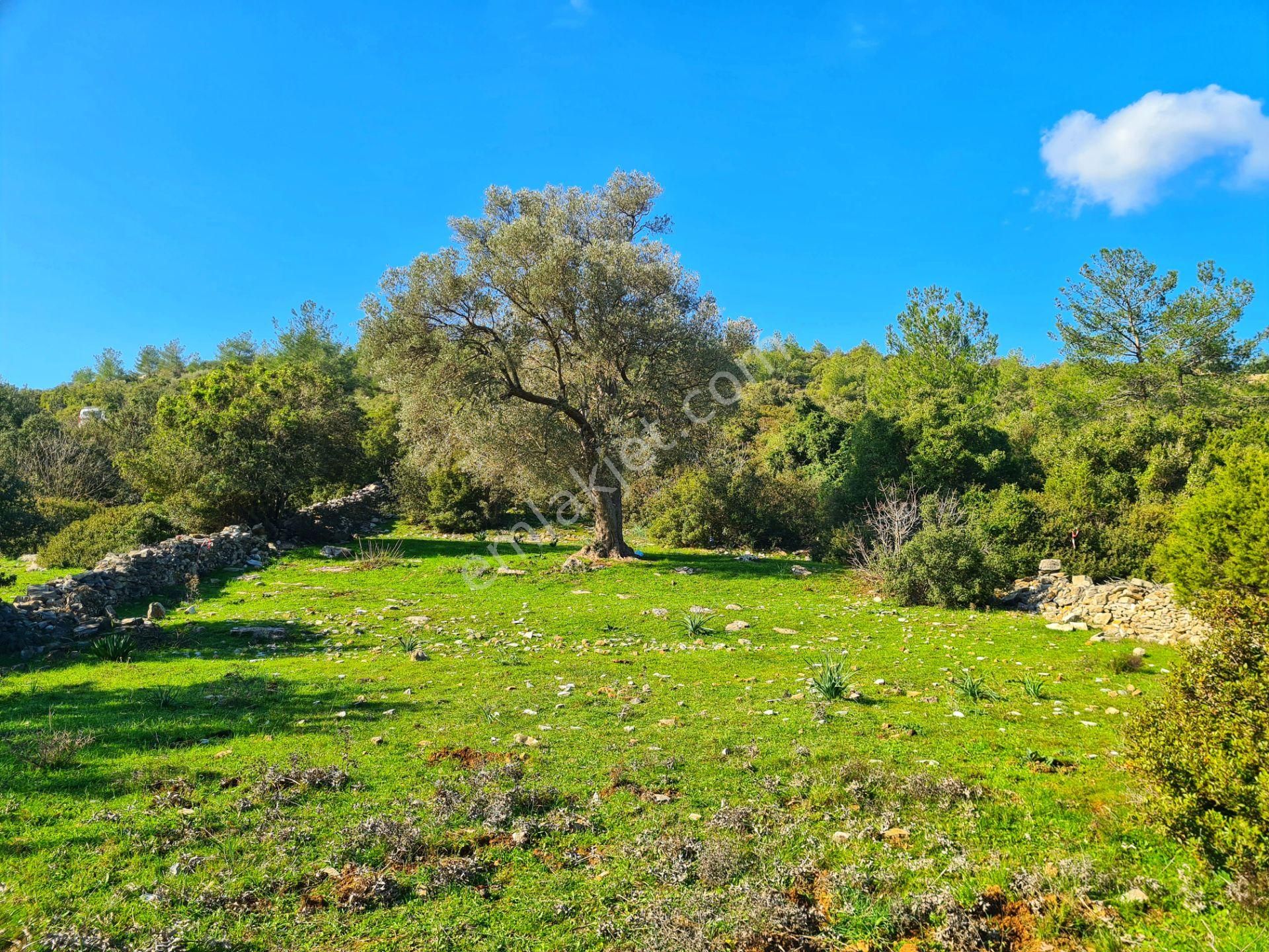Bodrum'da Fırsat Müstakil Tarla! 2.210 M2 Tiny House Arazisi - Görsel 19