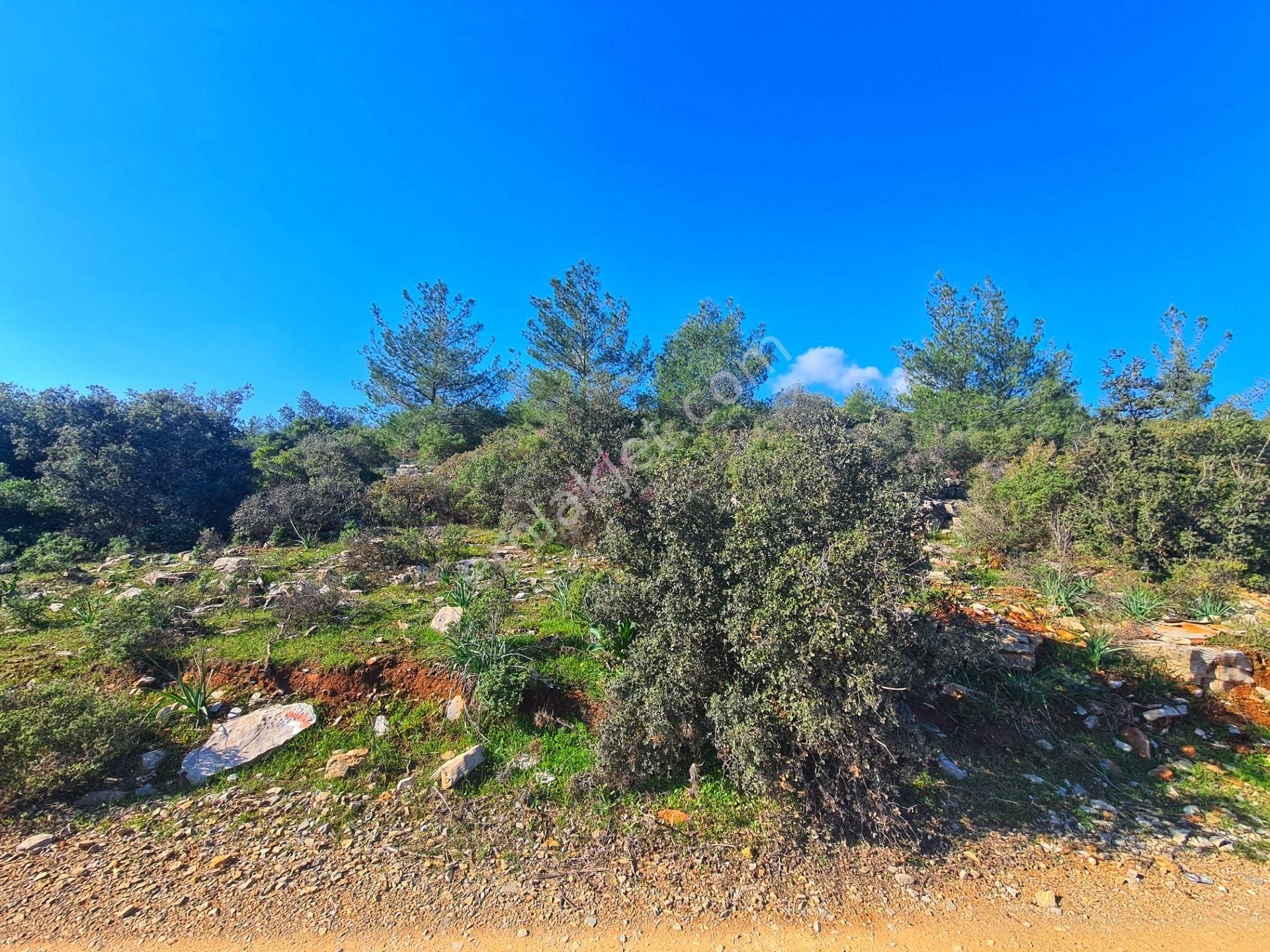 Bodrum'da Fırsat Müstakil Tarla! 2.210 M2 Tiny House Arazisi - Görsel 4