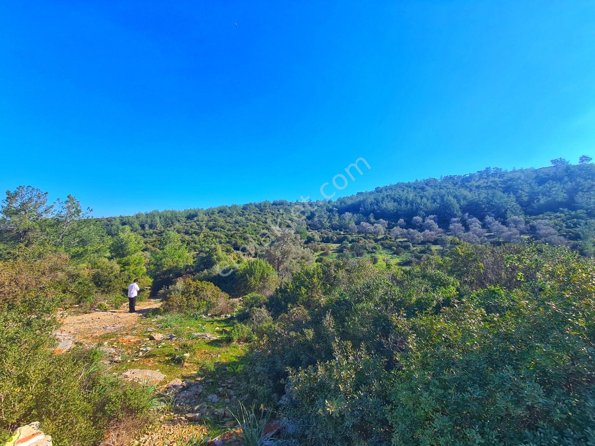 Bodrum'da Fırsat Müstakil Tarla! 2.210 M2 Tiny House Arazisi - Görsel 8