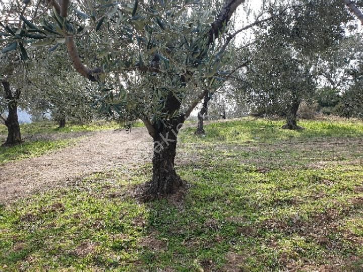 Burhaniye Hisarköy Satılık Zeytinlik Kelepir Satilik Zeytinlik Hisarkoy