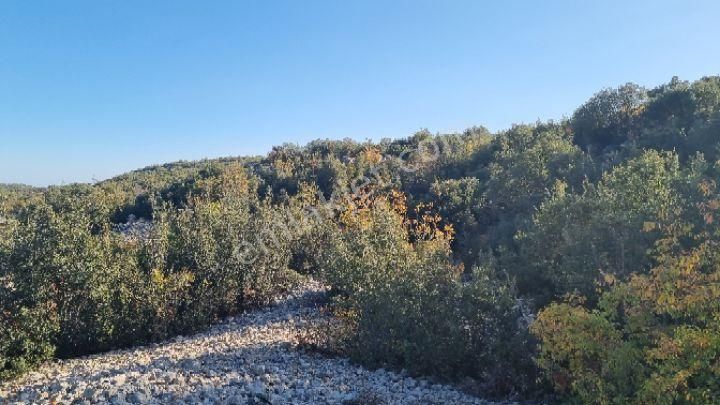Silifke Canbazlı'da 42.6 Dönüm Satılık Arazi - Görsel 6