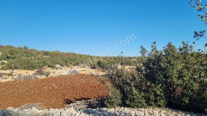 Silifke Canbazlı'da 42.6 Dönüm Satılık Arazi - Görsel 8