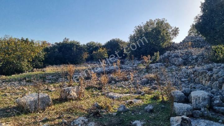 Silifke Canbazlı'da 42.6 Dönüm Satılık Arazi - Görsel 7