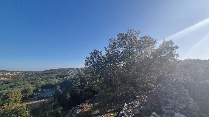 Silifke Canbazlı'da 42.6 Dönüm Satılık Arazi - Görsel 13