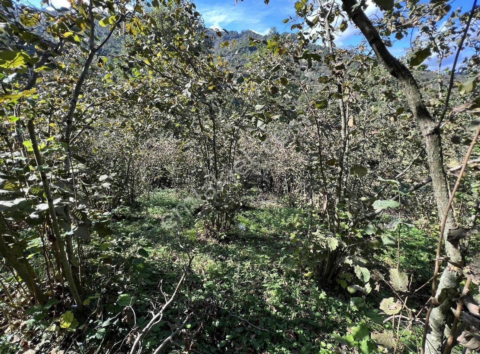 Ordu/perşembe/sarayköyde 1,5 Dönüm Satılık Fındık Bahçesi - Görsel 6