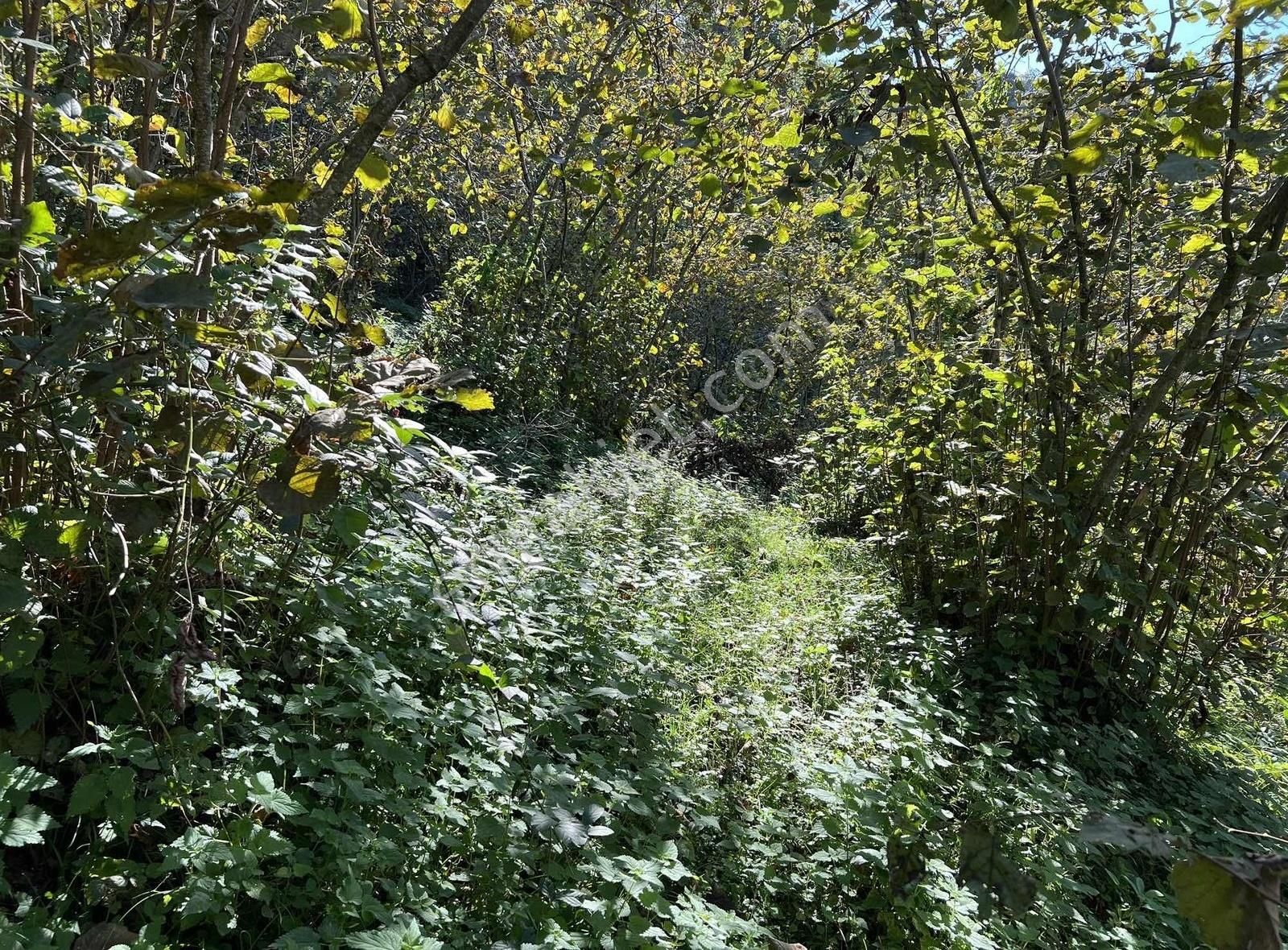 Ordu/perşembe/sarayköyde 1,5 Dönüm Satılık Fındık Bahçesi - Görsel 4