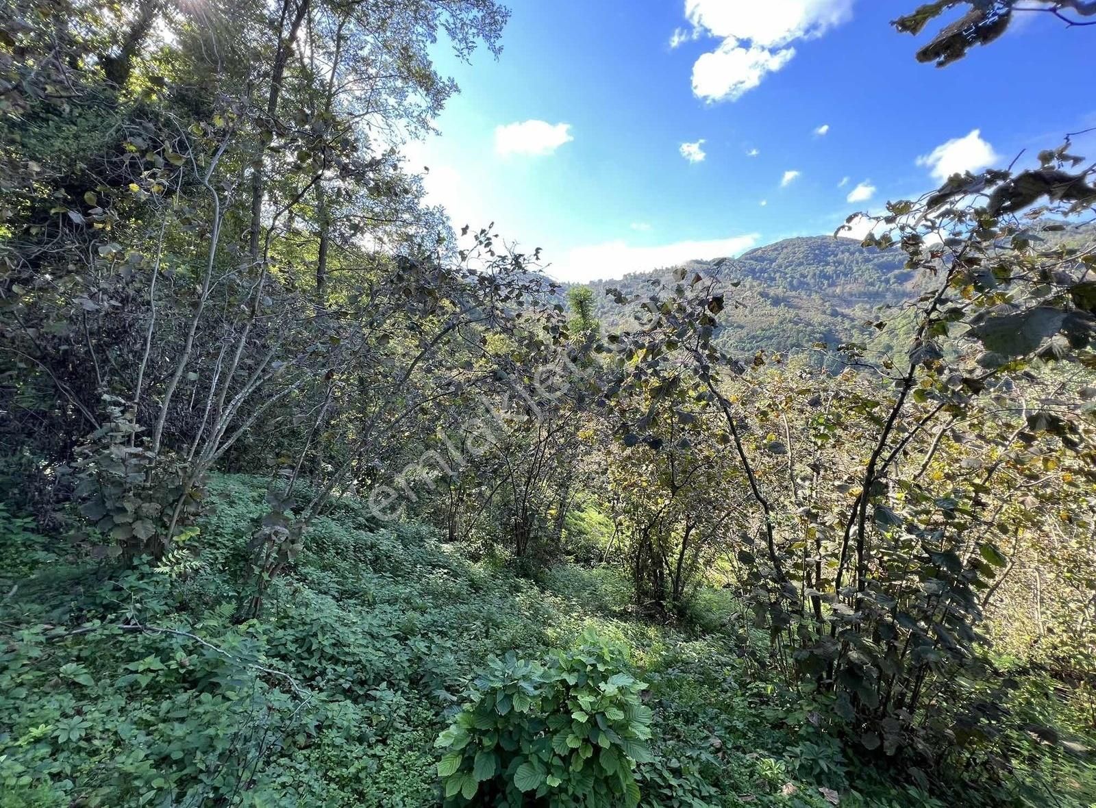 Ordu/perşembe/sarayköyde 1,5 Dönüm Satılık Fındık Bahçesi - Görsel 11