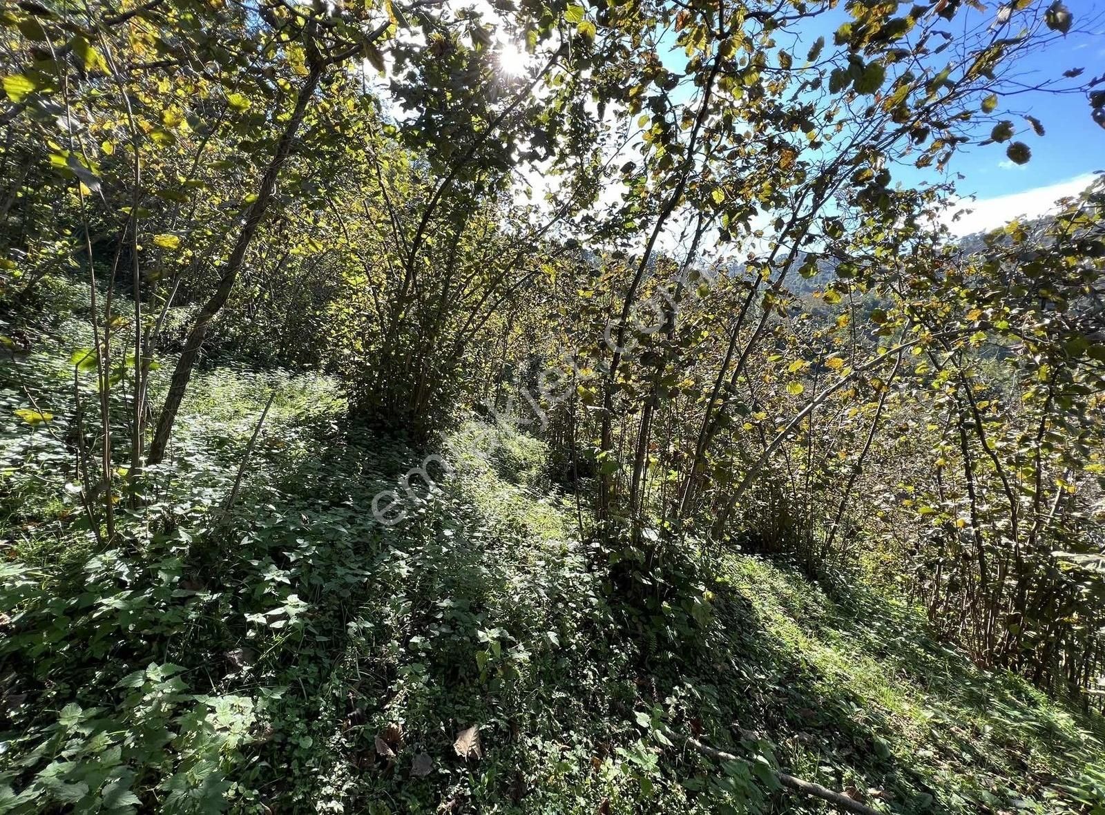 Ordu/perşembe/sarayköyde 1,5 Dönüm Satılık Fındık Bahçesi - Görsel 3