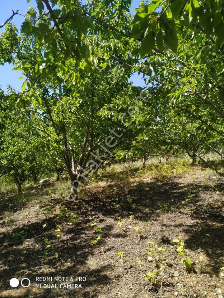 Çamlıyayla Sebil Satılık Bağ & Bahçe Güven Emlaktan Sebilde Kiraz Ve Ceviz Bahcesi Satılıktır