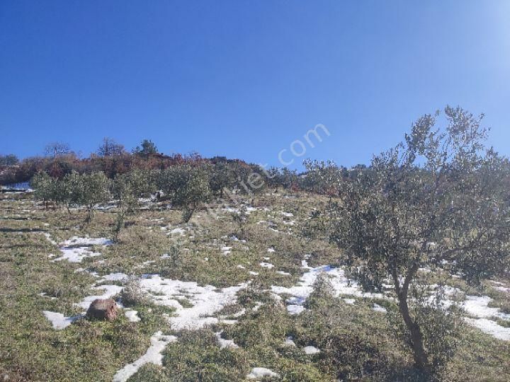 Utku İnş Gayrimenkulden Manisa Akhisar Hampaşa Mah Satılık Zeytinlik - Görsel 24