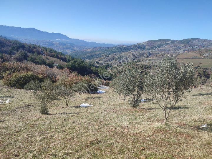 Utku İnş Gayrimenkulden Manisa Akhisar Hampaşa Mah Satılık Zeytinlik - Görsel 32