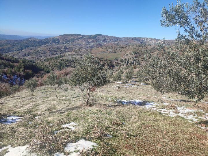 Utku İnş Gayrimenkulden Manisa Akhisar Hampaşa Mah Satılık Zeytinlik - Görsel 2