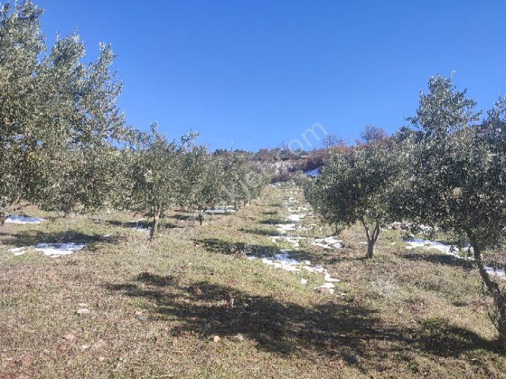 Utku İnş Gayrimenkulden Manisa Akhisar Hampaşa Mah Satılık Zeytinlik - Görsel 28