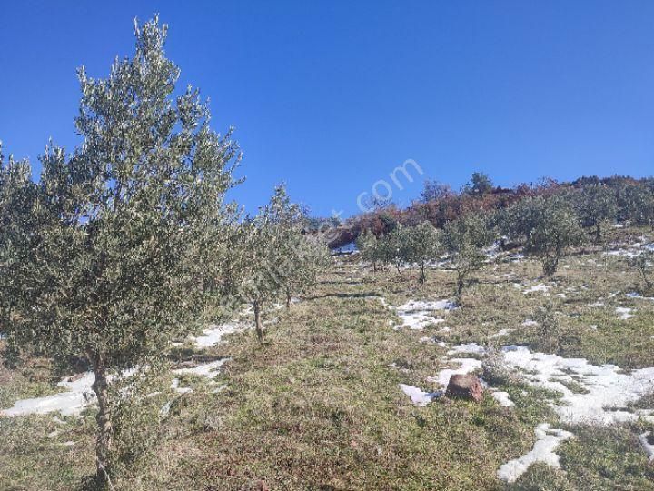 Utku İnş Gayrimenkulden Manisa Akhisar Hampaşa Mah Satılık Zeytinlik - Görsel 21