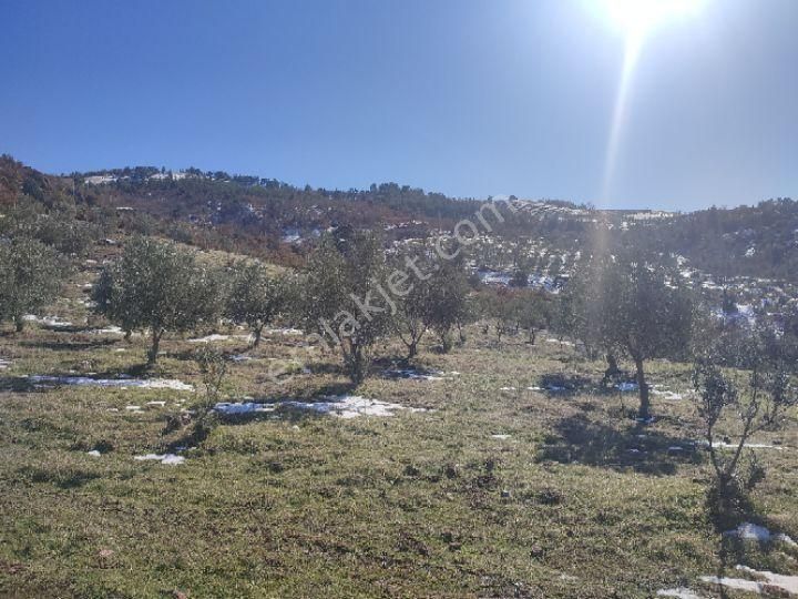 Utku İnş Gayrimenkulden Manisa Akhisar Hampaşa Mah Satılık Zeytinlik - Görsel 34