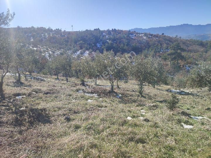 Utku İnş Gayrimenkulden Manisa Akhisar Hampaşa Mah Satılık Zeytinlik - Görsel 25