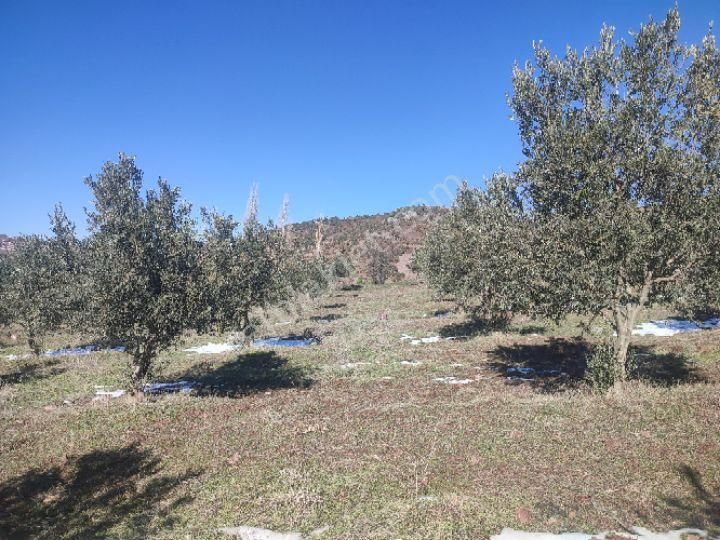 Utku İnş Gayrimenkulden Manisa Akhisar Hampaşa Mah Satılık Zeytinlik - Görsel 18