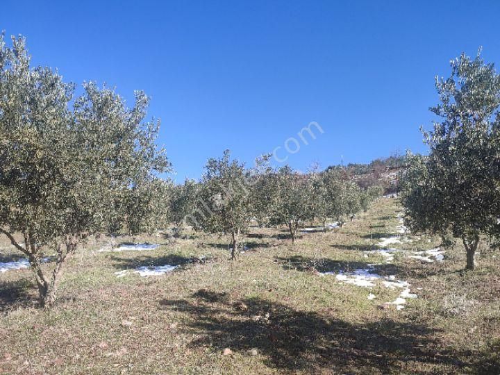 Utku İnş Gayrimenkulden Manisa Akhisar Hampaşa Mah Satılık Zeytinlik - Görsel 27
